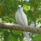 Bird island - Seychelles