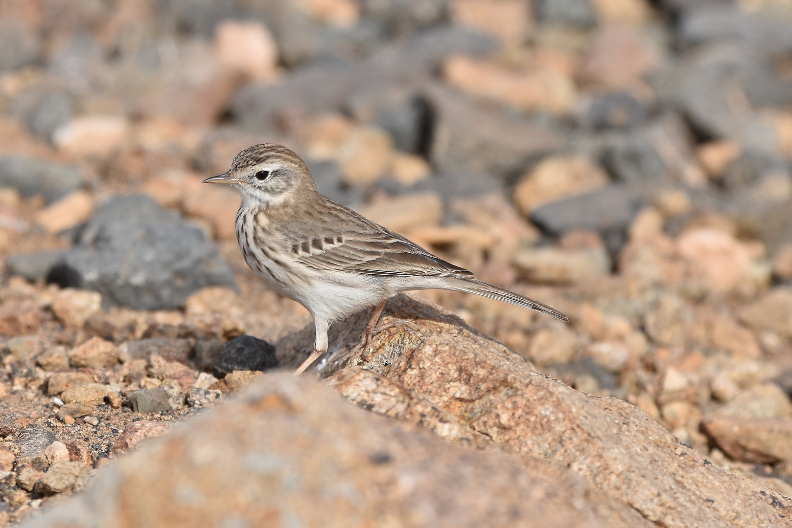 Bird Life: Kanarenpieper, Fuerteventura