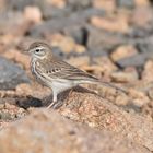 Bird Life: Kanarenpieper, Fuerteventura