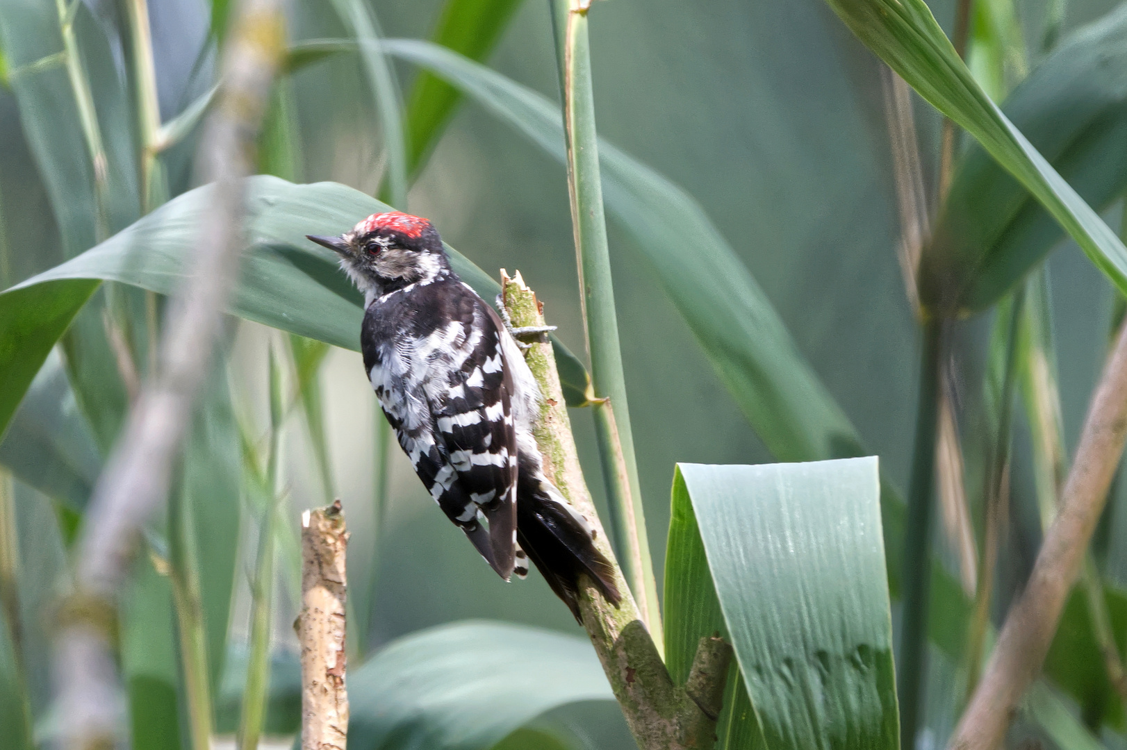 Bird Life: Kleinspecht, Brandenburg