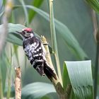 Bird Life: Kleinspecht, Brandenburg