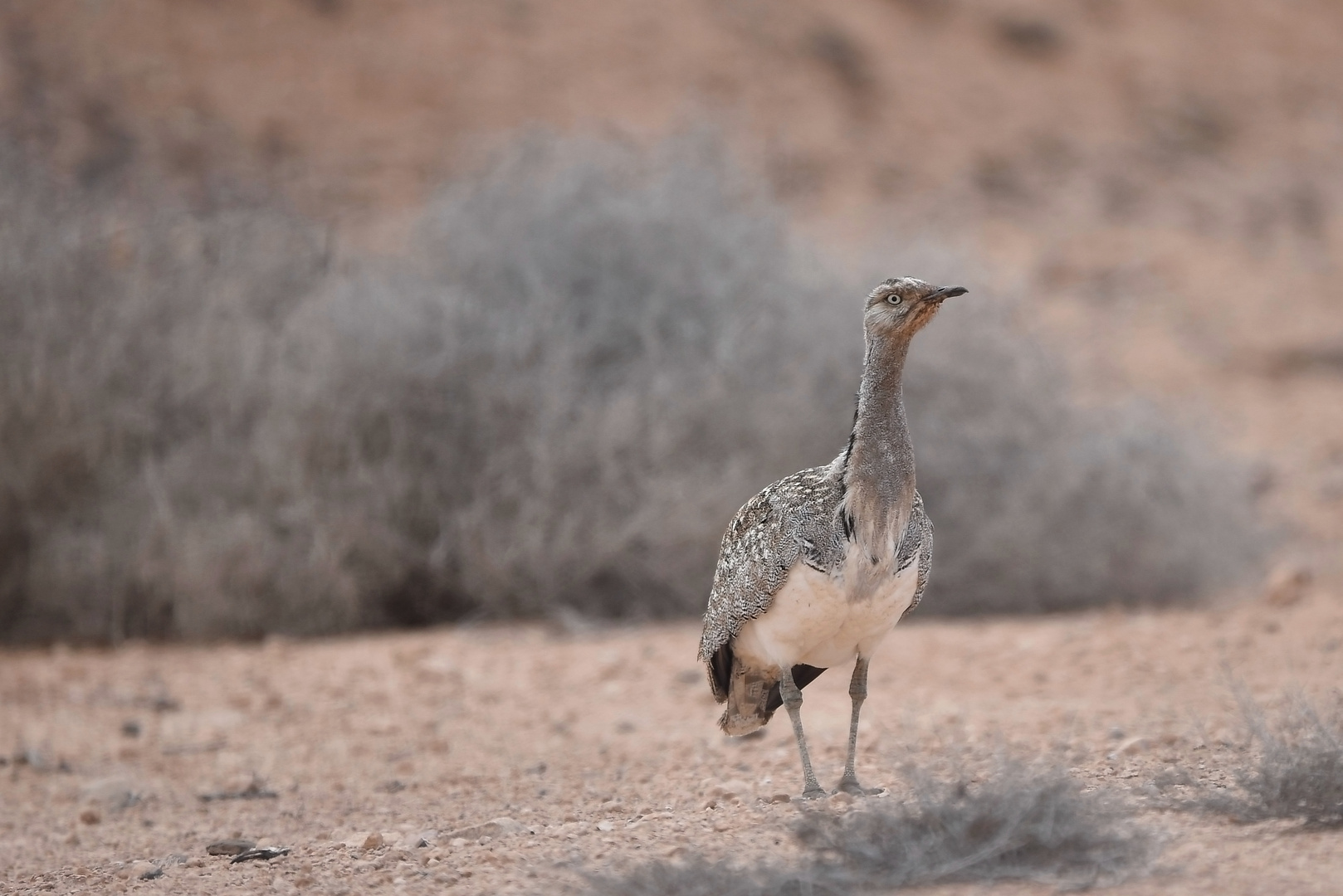 Bird Life: Kragentrappe, Fuerteventura