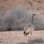 Bird Life: Kragentrappe, Fuerteventura