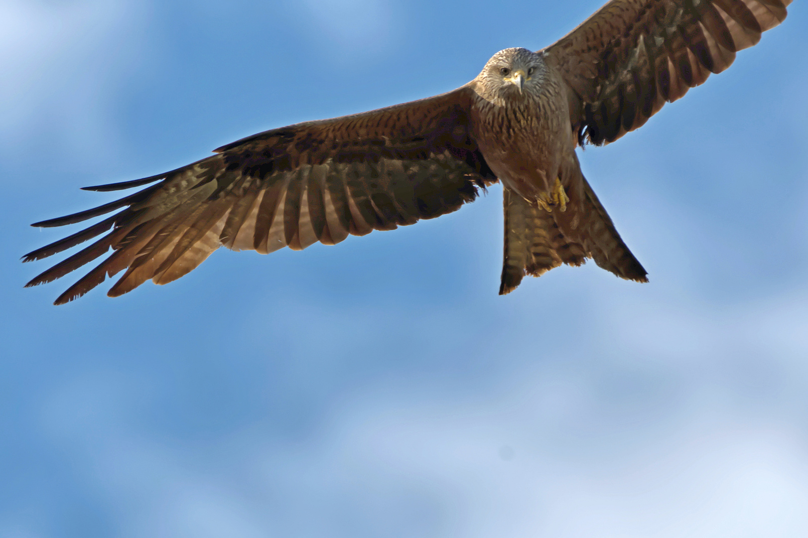 Bird Life: Schwarzmilan, Sachsen-Anhalt