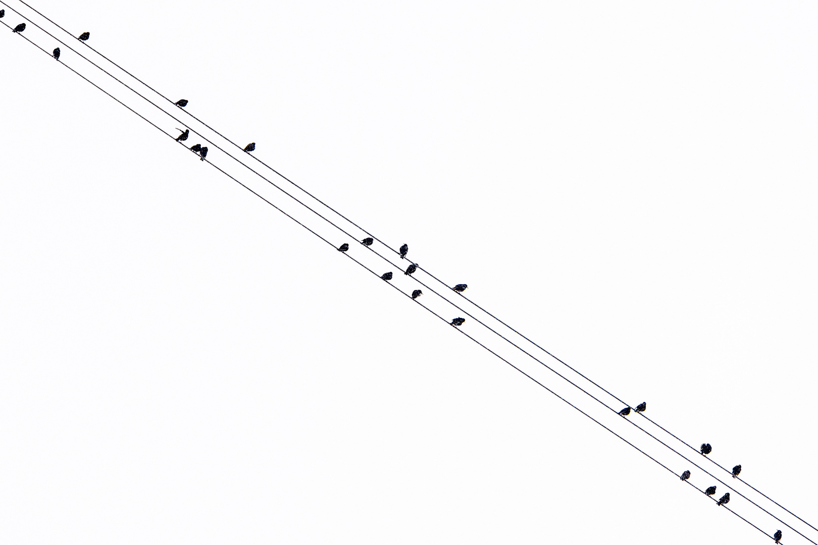 Bird lines