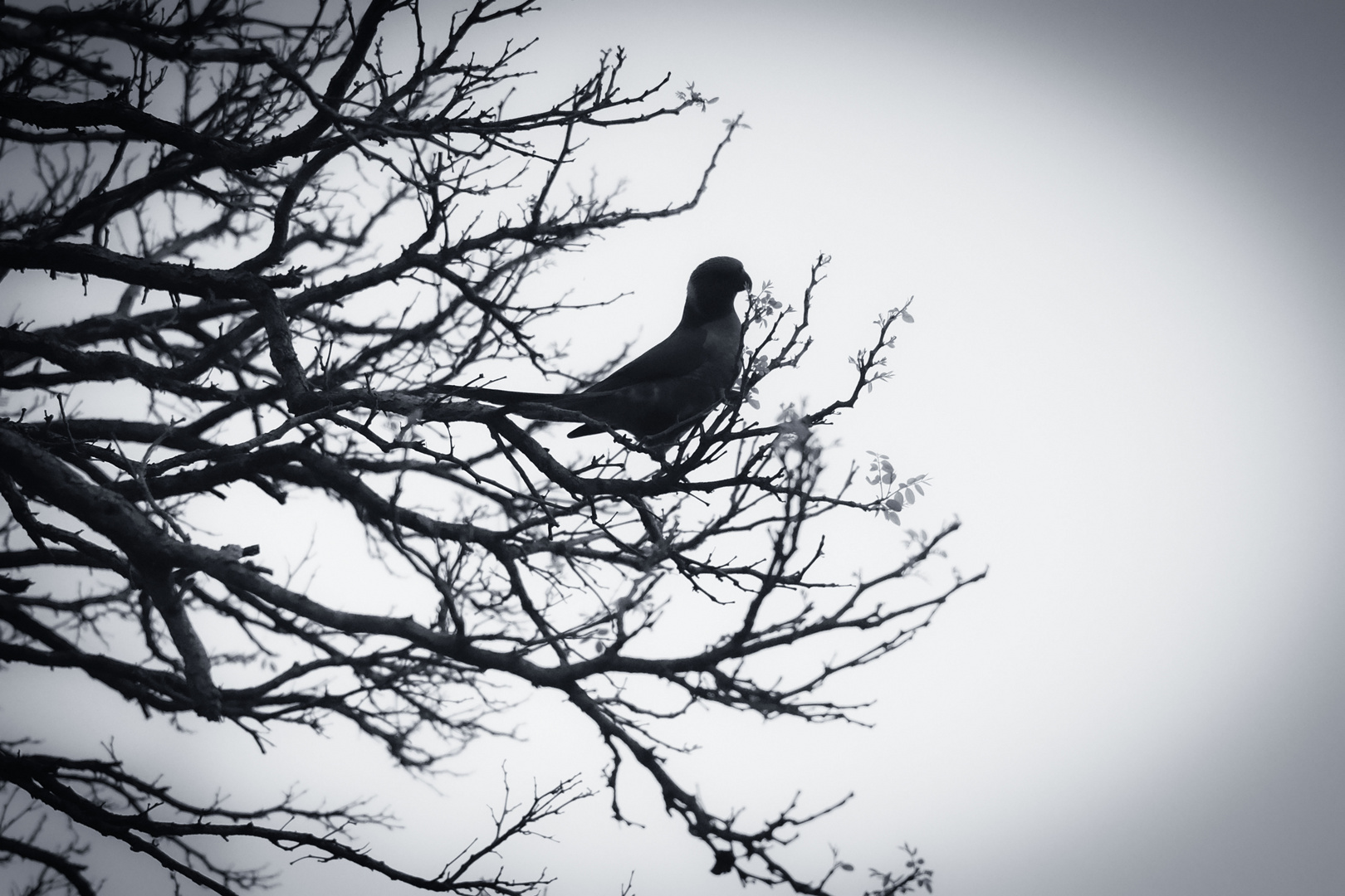 Bird loneliness