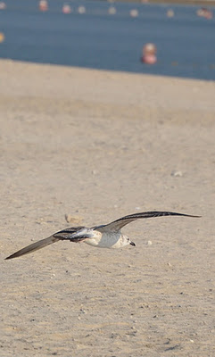 Bird , Mamzar , Dubai