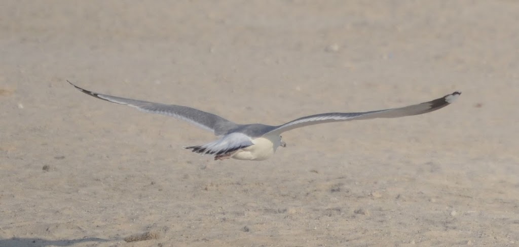 Bird @ Mamzar , Dubai