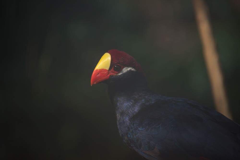 Bird (Munchen Zoo)