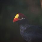 Bird (Munchen Zoo)