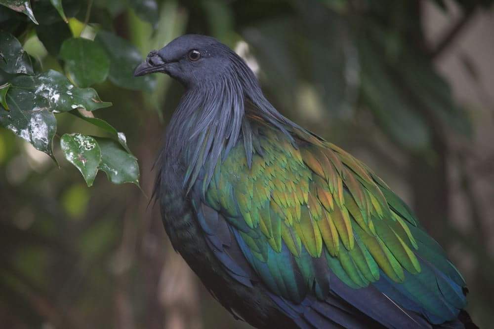 Bird (Munchen Zoo)