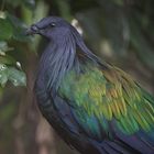 Bird (Munchen Zoo)