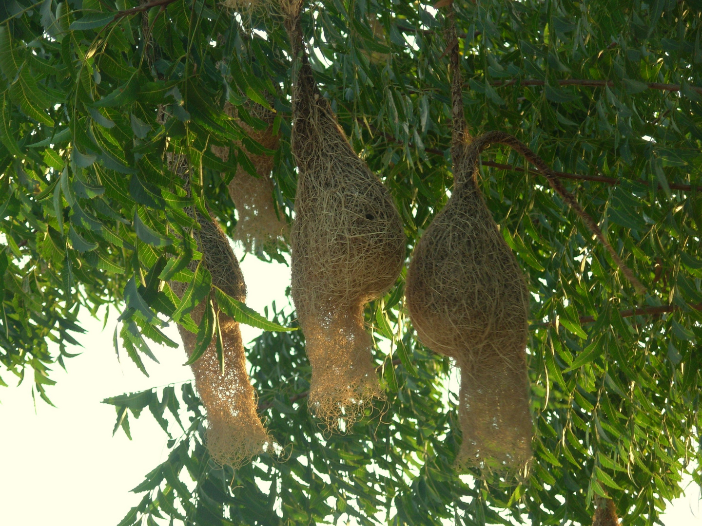 Bird Nest