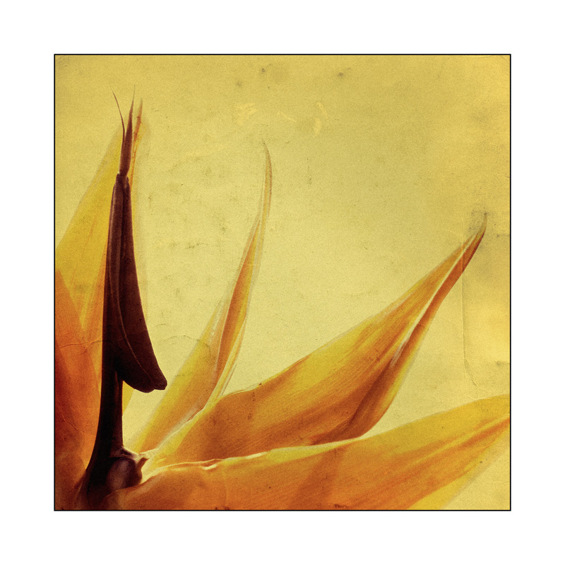 bird of paradise #02