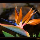 Bird of paradise