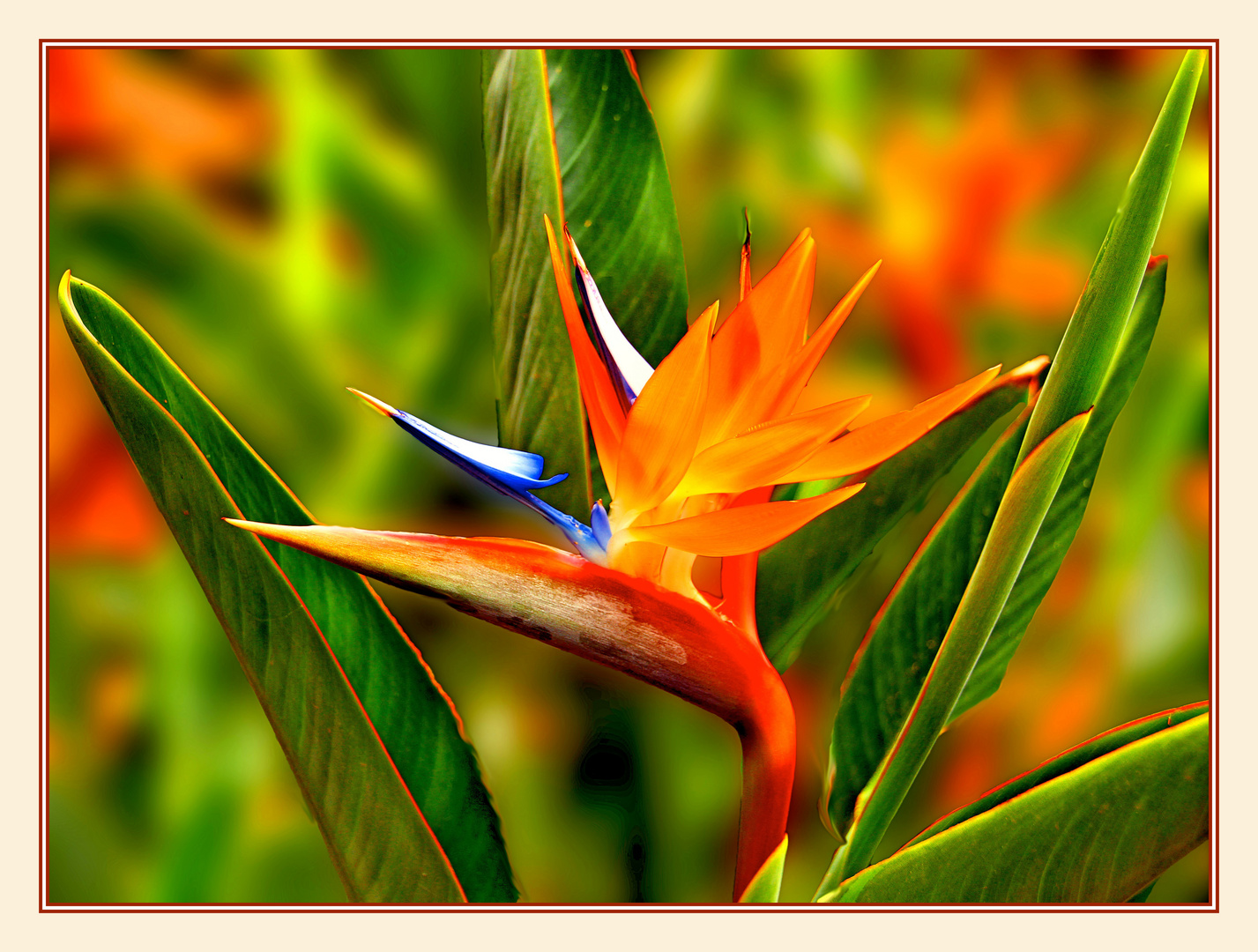 Bird of Paradise 2