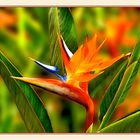 Bird of Paradise 2