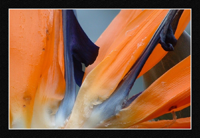 Bird of Paradise