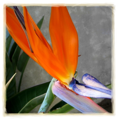 Bird Of Paradise