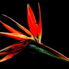 [Bird of Paradise]