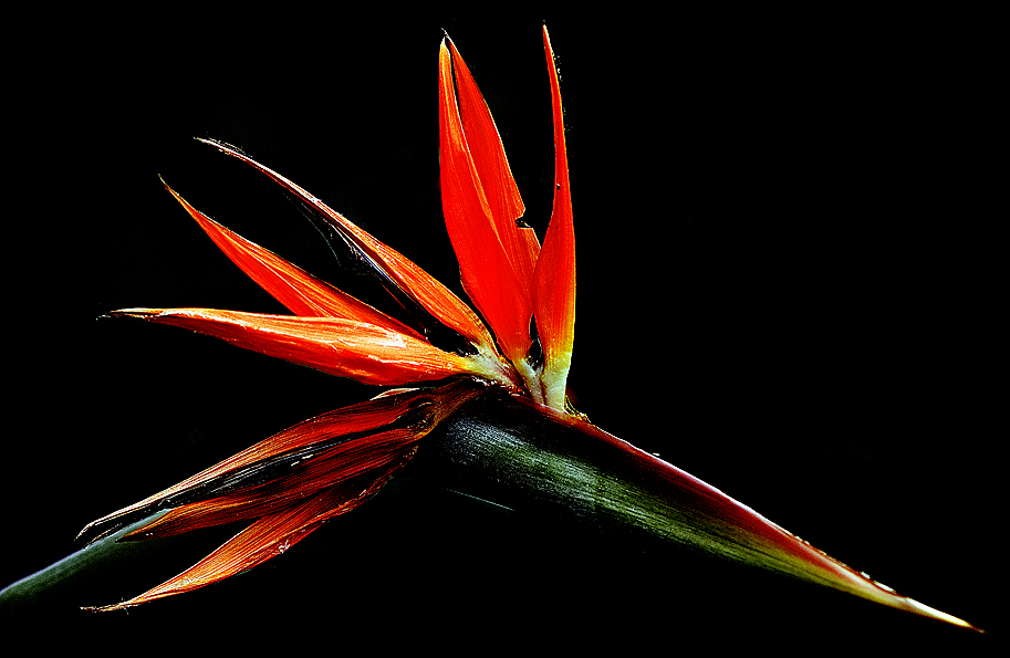 [Bird of Paradise]