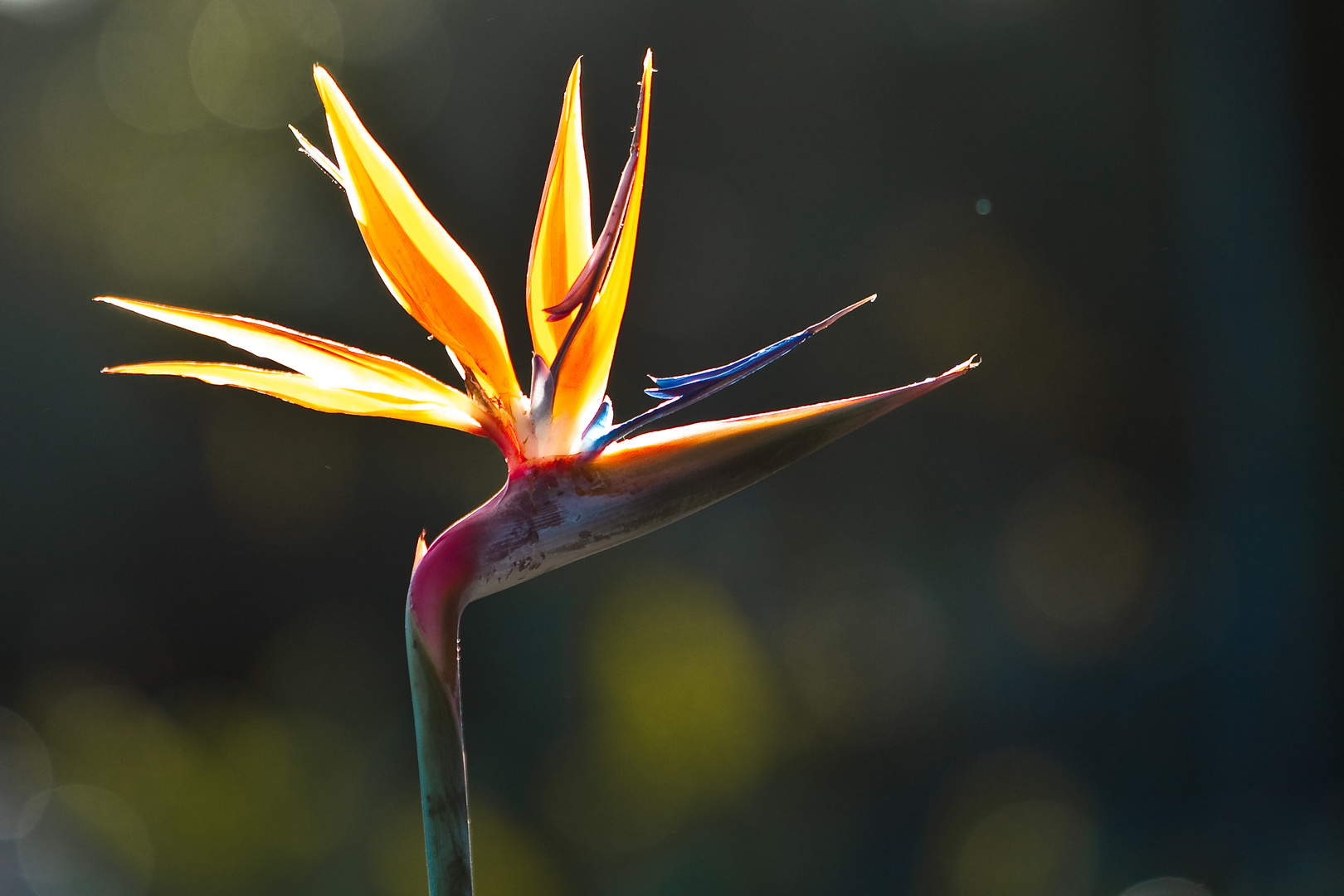 Bird of Paradise