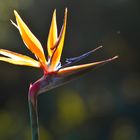 Bird of Paradise