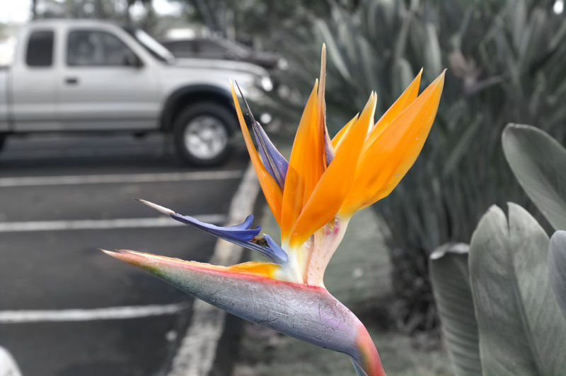 Bird of Paradise