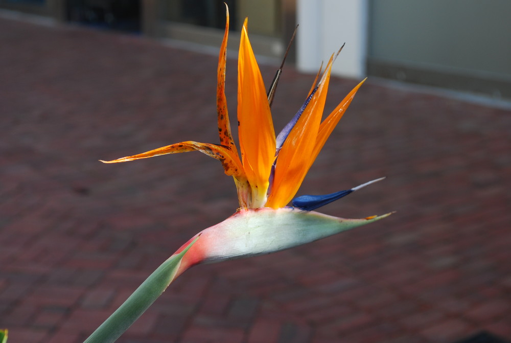 Bird of Paradise