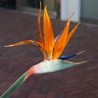 Bird of Paradise