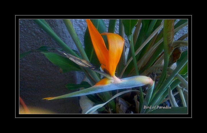 Bird of Paradise