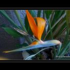 Bird of Paradise