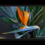 Bird of Paradise