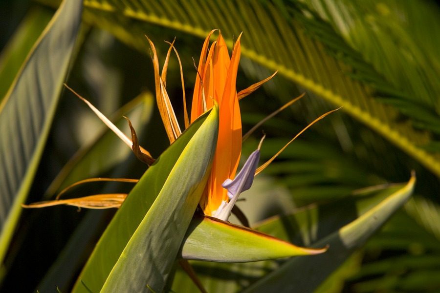 Bird Of Paradise