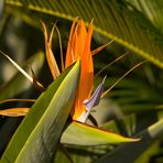 Bird Of Paradise