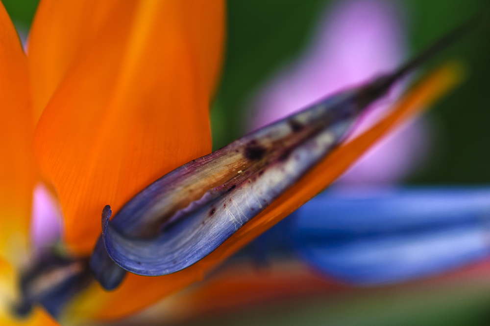 Bird of Paradise