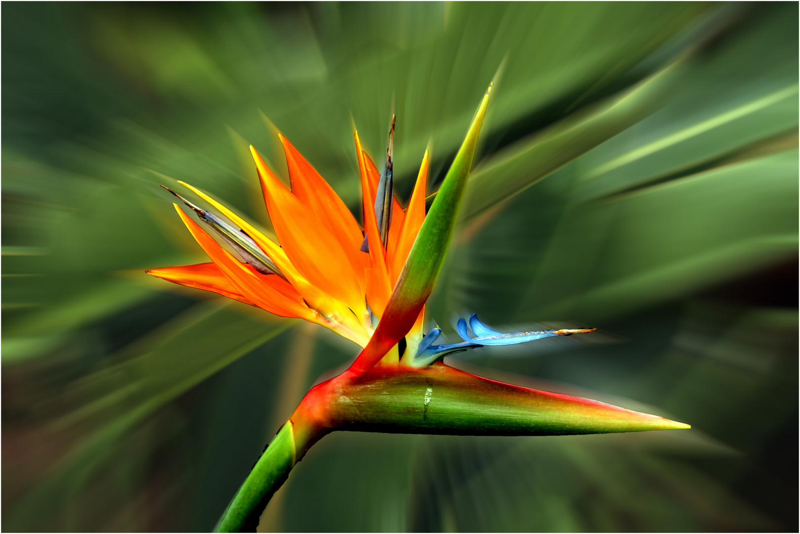 Bird of paradise