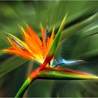 Bird of paradise