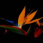 Bird of Paradise