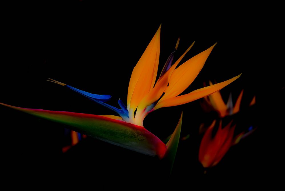 Bird of Paradise