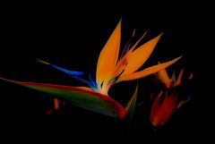 Bird of Paradise