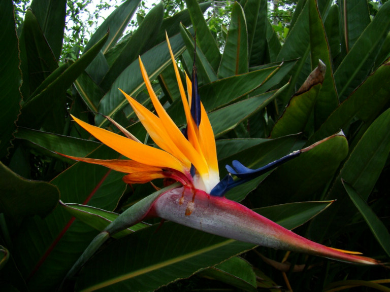 Bird of Paradise