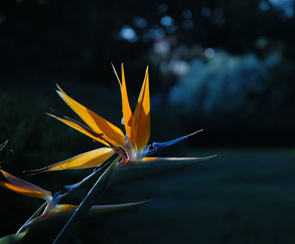 Bird of Paradise before sunset