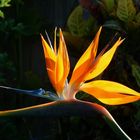 Bird Of Paradise