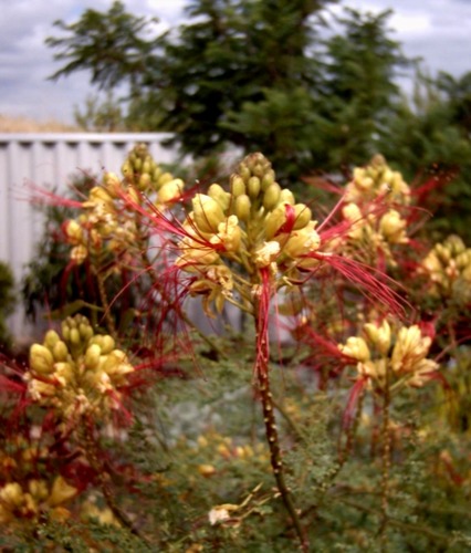 Bird of Paradise Busch, Caesalpinia gilliesii