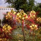 Bird of Paradise Busch, Caesalpinia gilliesii