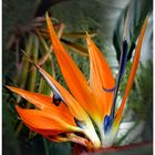 Bird of Paradise