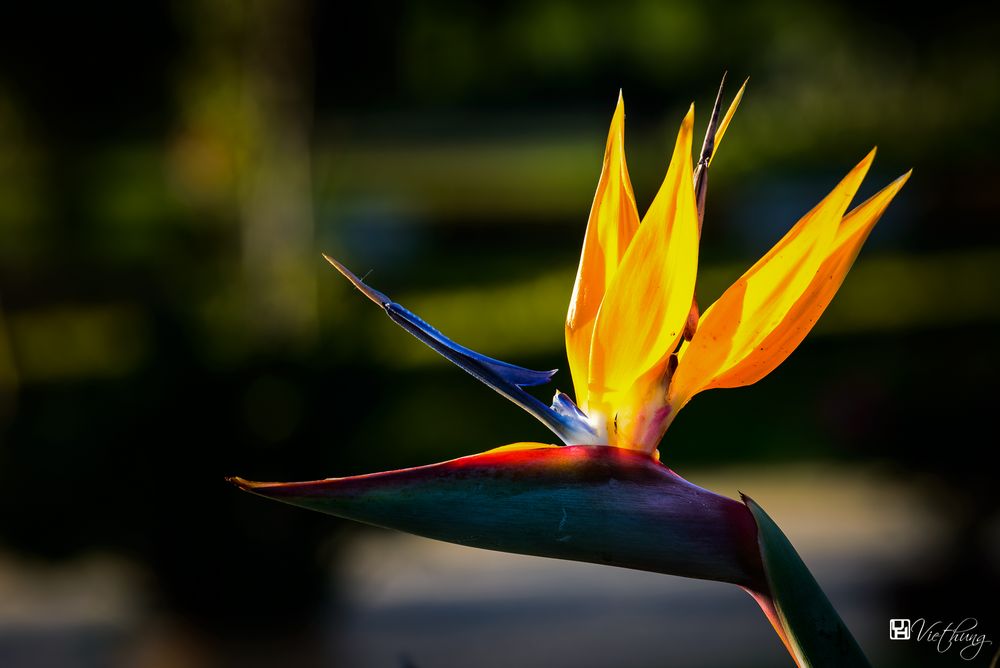 Bird of paradise