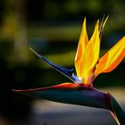 Bird of paradise