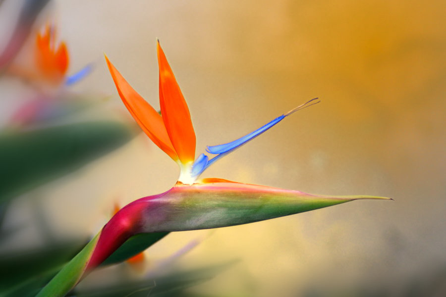 Bird of Paradise